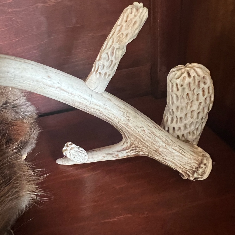 Folk Art Whitetail Shed Antler with hand carved morel mushrooms. - Picture 5 of 11